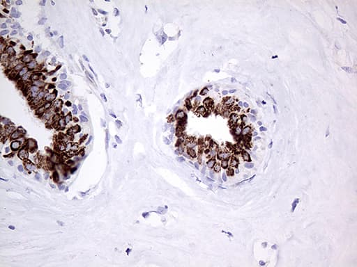 PRODH Antibody (clone OTI2C11)