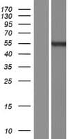 Human PRAMEF17 Protein (Over-Expression Lysate Myc-DDK (Flag))