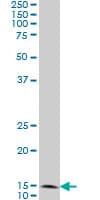 FIS1 Antibody (clone 1G9)