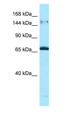 MAPK8IP3 / JIP3 Antibody (aa93-142)