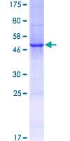Human HNLF / TMED4 Protein (Recombinant GST)