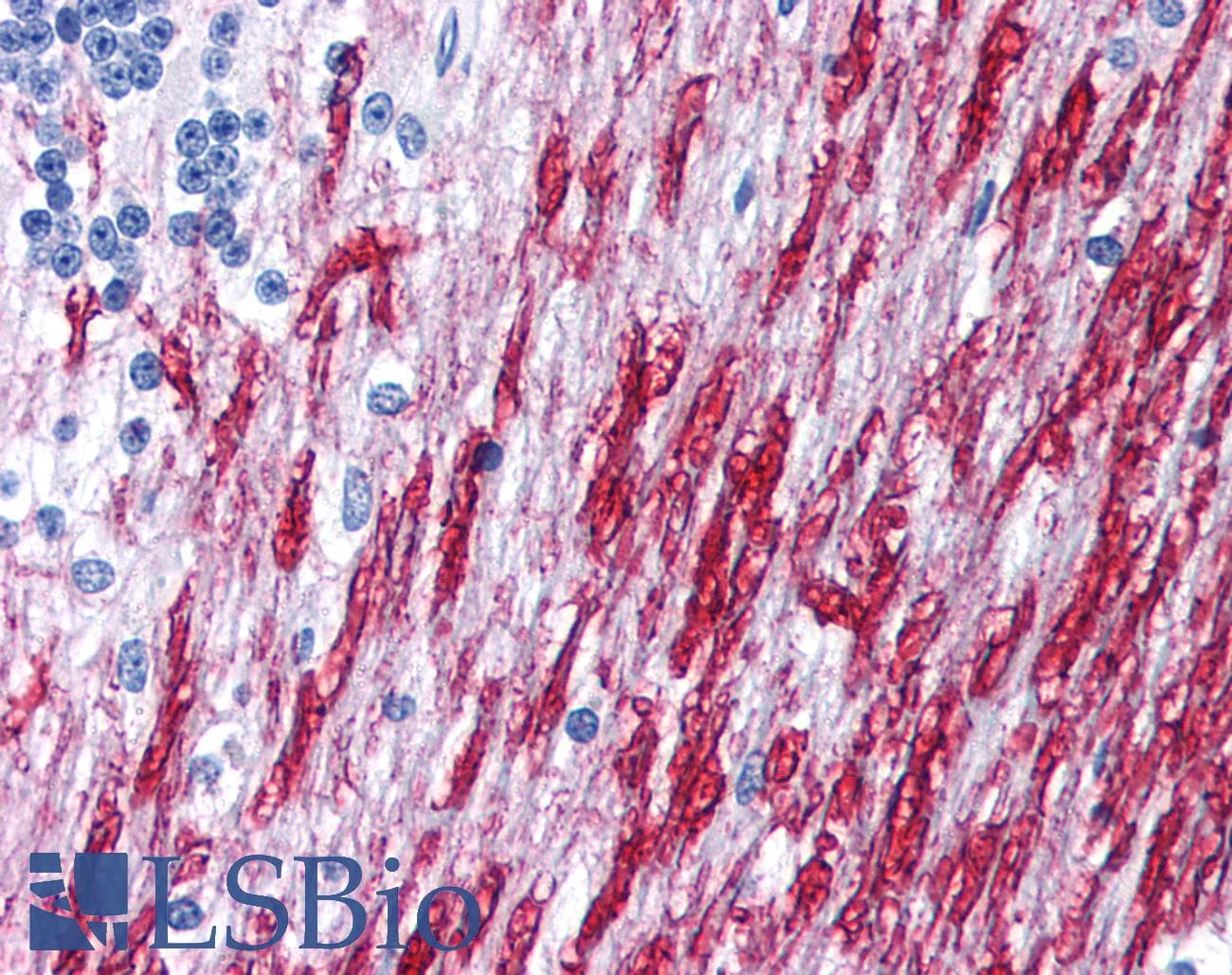 DISC1 Antibody (Biotin)