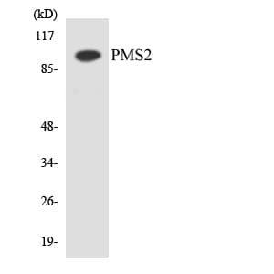PMS2 Antibody (aa434-483)