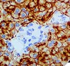 ST6GAL1 / CD75 Antibody (clone LN-1, Ready-to-Use)