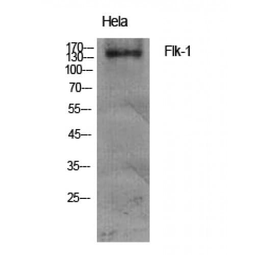 KDR / VEGFR2 / FLK1 Antibody (890-970 aa)