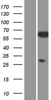 SRC Protein (Over-Expression Lysate Myc-DDK (Flag))