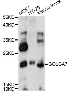 GOLGA7 Antibody