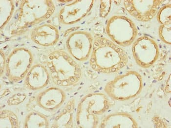 Polyclonal Rabbit anti-Human CDC45 Antibody (IHC, WB)