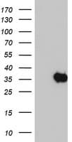 SDS Antibody (clone OTI1H5)