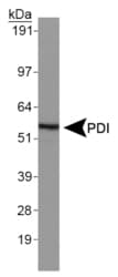 PDIA2 Antibody