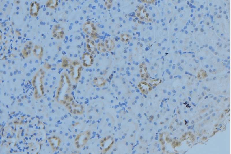 MRPL53 Antibody