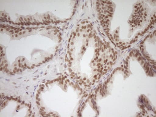 NR2C2 / TAK1 Antibody (aa1-241, clone OTI1F3)