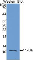 MMP12 Antibody (aa20-99, Cy3)