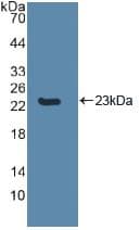 CASP8 / Caspase 8 Antibody (aa217-384)