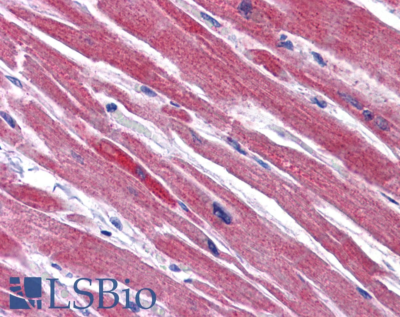 IHC-plus™ RWDD3 Antibody