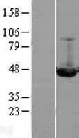 ILKAP Protein (Over-Expression Lysate Myc-DDK (Flag))