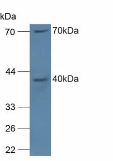 P40PHOX / NCF4 Antibody (aa111-339, Cy3)