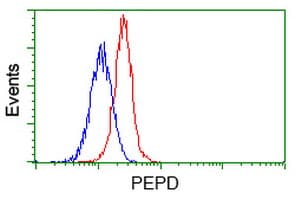 PEPD / PROLIDASE Antibody (clone OTI5D5)
