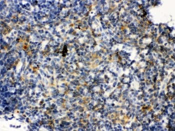TLR7 / CD287 Antibody