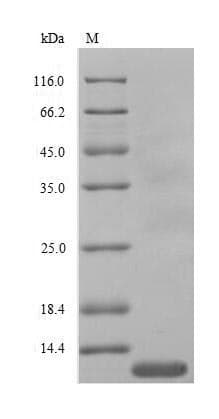 Chicken IL8 / Interleukin 8 Protein (Recombinant)
