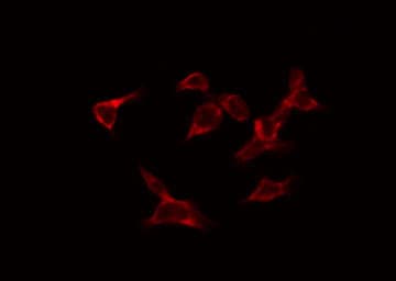 Polyclonal Rabbit anti-Human CDC25A Antibody (IF, WB)
