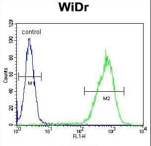 MLZE Antibody (aa218-246)