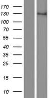 Human ZEB1 / AREB6 Protein (Over-Expression Lysate Myc-DDK (Flag))