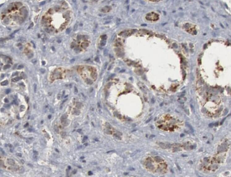 CASP9 / Caspase 9 Antibody (Cleaved Asp330)