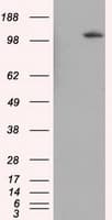 IHC-plus™ BHMT Antibody (clone 3E11)