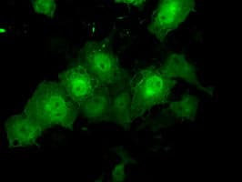 KIAA0153 / TTLL12 Antibody (clone OTI12B7, Carrier-free)