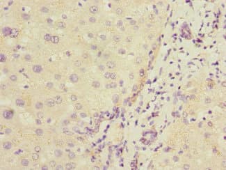 COMMD1 Antibody