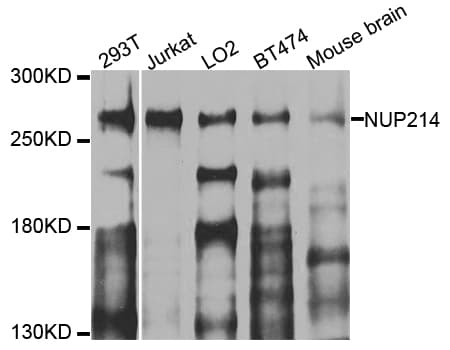 NUP214 / CAN Antibody