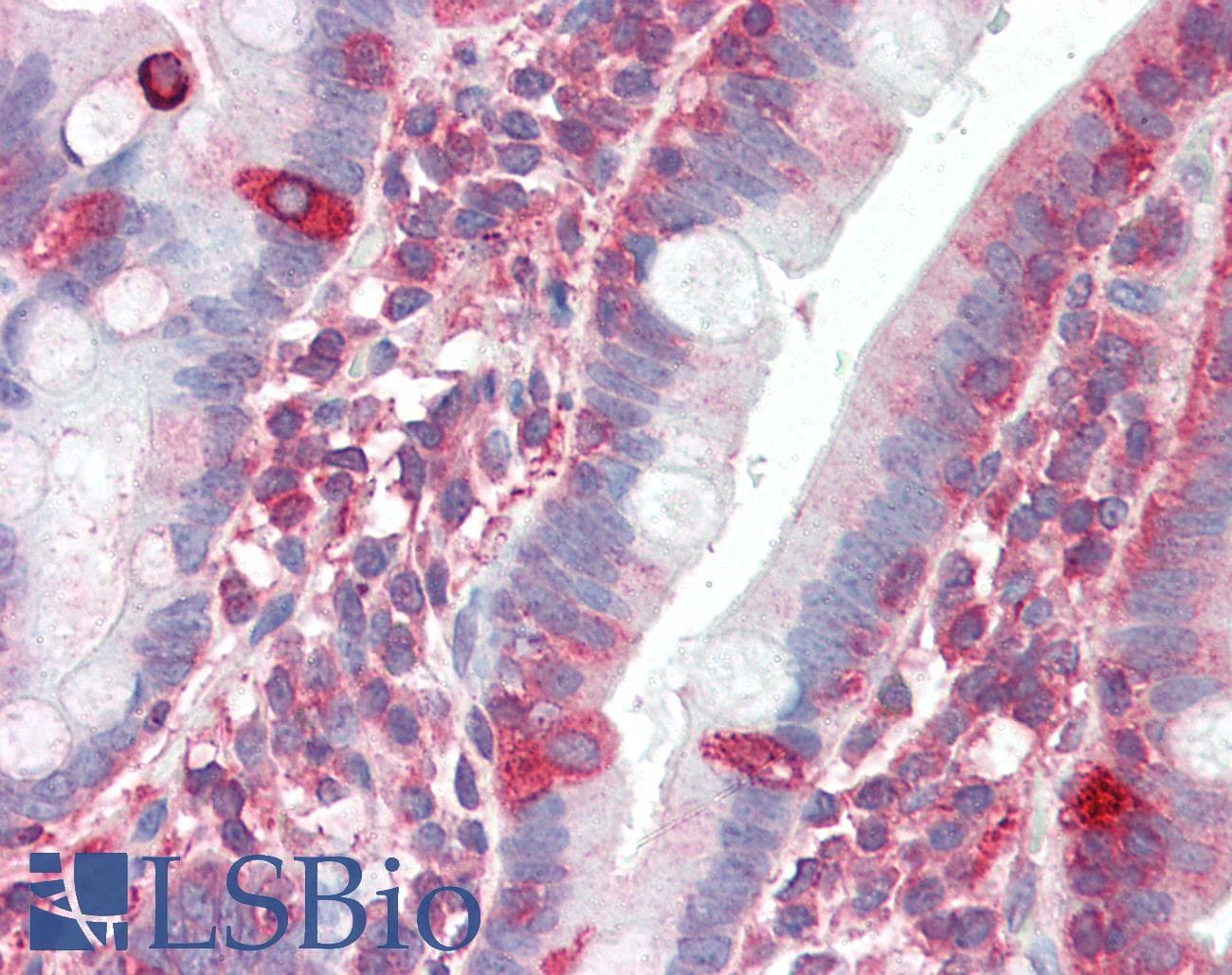 IHC-plus™ TRIM5 Antibody