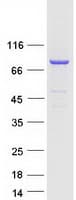 Human PLCD4 Protein (Recombinant Myc-DDK (Flag))