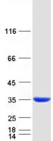 Human MAWDBP / PBLD Protein (Recombinant Myc-DDK (Flag))
