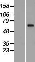 SYT10 / Synaptotagmin X Protein (Over-Expression Lysate Myc-DDK (Flag))