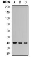 CD32B Antibody (C-Terminus)