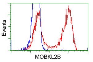 MOBKL2B / MOB3B Antibody (clone OTI6C6)