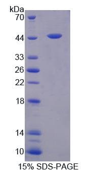 Rat FEZ2 Protein (Recombinant)