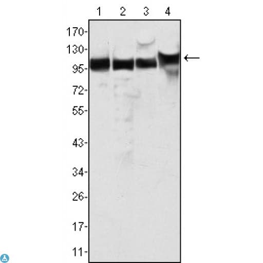 MSH2 Antibody