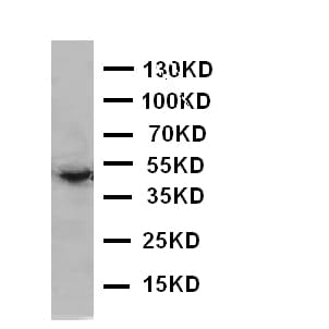 EDA / Ectodysplasin A Antibody (aa254-269)