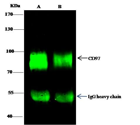 ADGRE5 / CD97 Antibody (Preservative Free)
