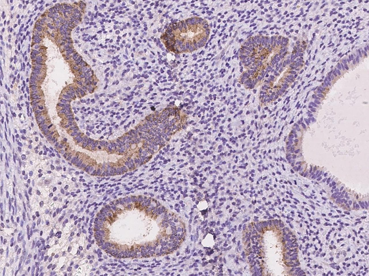 TRH Antibody