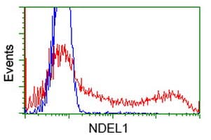 NUDEL / NDEL1 Antibody (clone OTI1C7, Carrier-free)