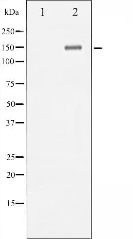 NTRK2 / TRKB Antibody (phospho-Tyr705)