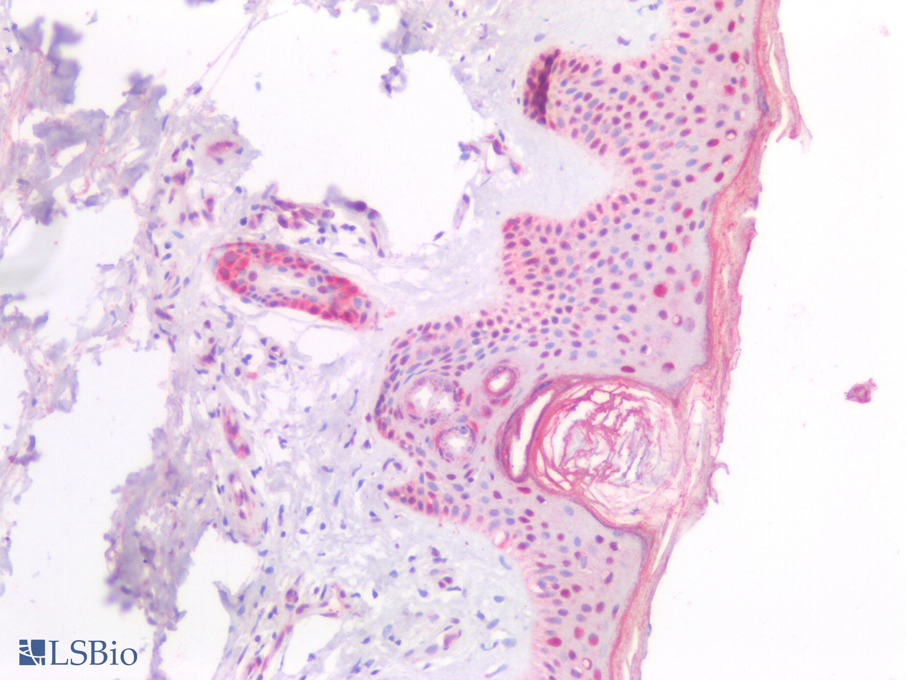 IHC-plus™ Polyclonal Goat anti-Human NPM1 / NPM / Nucleophosmin Antibody (aa281-294, IHC, WB)