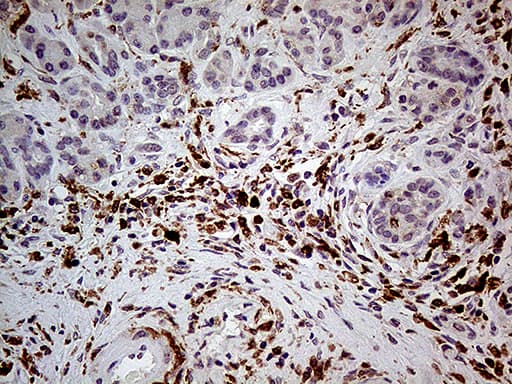 Monoclonal Mouse anti-Human P40PHOX / NCF4 Antibody (clone OTI12H10, IHC)