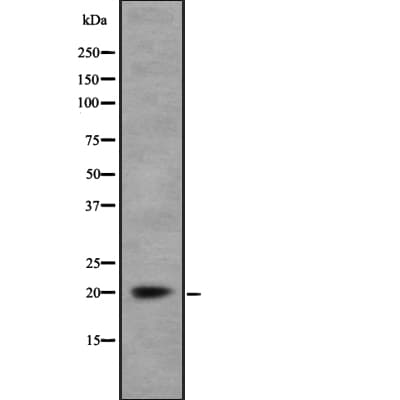 MARCKSL1 Antibody