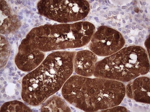 ASPA Antibody (aa77-313, clone OTI2D2)