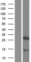 TESC Protein (Over-Expression Lysate Myc-DDK (Flag))